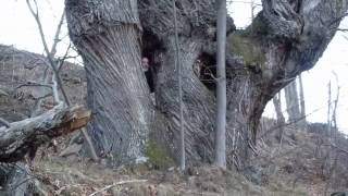 Scuola Forestale di Ormea  -  Dal Castagno al Castagno