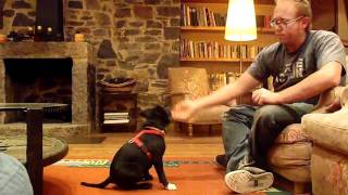 Staffordshire Bull Terrier Puppie training "Nico", tricks
