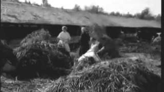 Заготовка тростника камыша в Карелии. 1956 год.