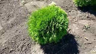 Туя западная Литл Джем (Thuja occidentalis Little Gem) | Plante.md