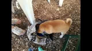 Sheldon, shiba inu, 2 mois