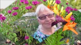 Дача и цветы -2016. Многолетники, цветы моего сада.