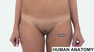 Human Anatomy - Pelvic Area Visual Examination
