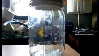 Butterfly in a Jar (Borboleta Eletrônica)