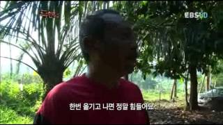 극한직업 - Extreme JOB_말레이시아 팜나무 농장 1부_#004