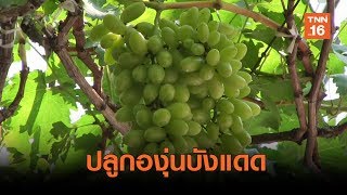 ปลูกองุ่นช่วยบังแดดแถมขายสร้างรายได้เสริม | เรื่องดีดีทั่วไทย