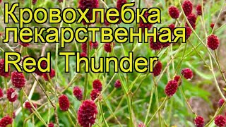 Кровохлебка лекарственная Ред Зандер. Краткий обзор, описание sanguisorba officinalis Red Thunder