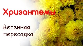 Хризантемы пересадка и размножение