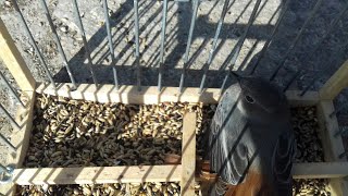 Απελευθέρωση καρβουνιαρη.