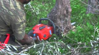 Olive Tree Pruning