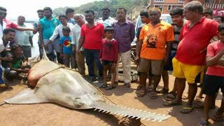 भारतीय मछुआरे के जाल में फंसी दुनिया की सबसे खतरनाक मछली| 5 most unique fish in the world|Piranhas