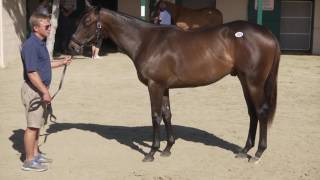 Malibu Moon colt named Flying the Flag West Point Thoroughbreds Partnerships