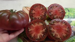 ТОМАТ ИНДИЙСКОЕ МЯСО. ДЕГУСТАЦИЯ. Ольга Чернова.