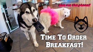My Dogs Steal My Phone To Order Breakfast From Grubhub