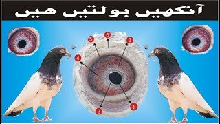 Achey Kabootar Ki Ankh Ki Pehchan part 02 by  PIGEONS LOVERS