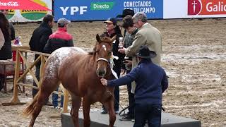 CABALLOS APPALOOSA - EXITOSA PRESENTACIÓN EN PALERMO