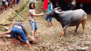Tana Toraja funeral buffalo killing By Vich KVconcept