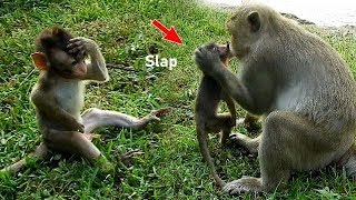 Poor baby monkey Lola headache when mom slapped baby Lola collapse