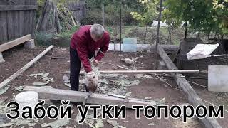Забой утки топором