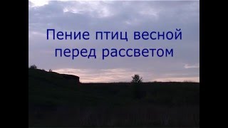 Пение птиц весной перед рассветом