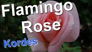 Flamingo Rose Kordes