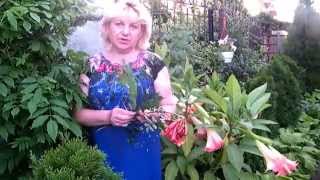 ВАЖНЫЙ ВОПРОС!!! КАК ОТЛИЧИТЬ ГЛИЦИНИЮ ОТ КАМПСИСА ПРИ ПОКУПКЕ?!!! wisteria  Campsis