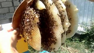 РОЙ В ЛОВУШКЕ РЕШИЛ ОТ РОИТЬСЯ-как поймать бродячий рой пчел- Beekeeping .