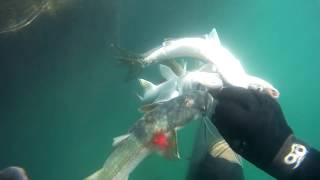 Подводная охота в черном море Сочи Лобань на волнарезе