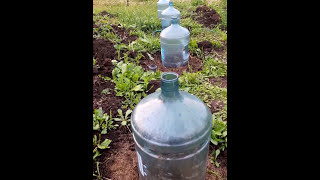 Виноград весной - Весенние заморозки для винограда как уберечь виноград