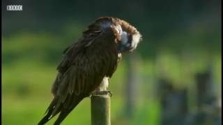 Scottish Highlands - Nature Documentary