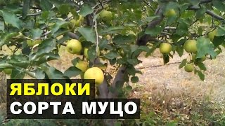 Яблоки сорта МУТСУ