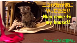 【新シリーズ/幼猫ニコ#1】アメショーのニコが我が家にやってきた！　Nico came to my house！