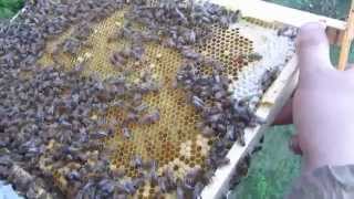 Бакфаст  Осмотр пчел спустя 3 недели кочевки на рапсе Часть 2 Buckfast  Inspection of bees after 3 w