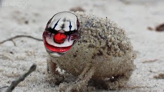 ▶ A very angry Chains..