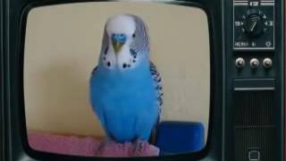 Супер говорящий попугай! Прикольное видео!