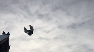 Николаевские голуби, январь 2019, г. Покровск