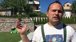 Один из наших участков который мы озеленяли год назад.