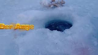 Eisfischen im Angelteich Weidachsee Leutasch Tirol (LIVE BISS)