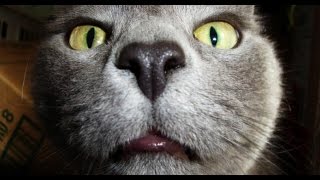 Смешное видео про животных