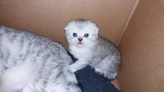 КОШКА МАМА УХАЖИВАЕТ ЗА КОТЯТАМИ ? СМЕШНЫЕ КОТЯТА ? МИЛЫЕ КОТЯТА KITTEN Scottish Fold Cat