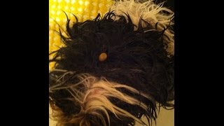 How to remove Ticks from Dog Big fat grey Tick
