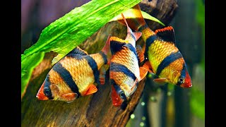 Барбусы в аквариуме. Animals & fish.