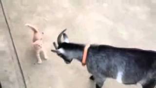 коте срещу коза