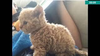 Mandela Effect - Curly cats from the merged reality