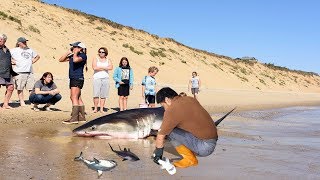 Amazing Man Help Dead Shark Give Birth To 3 Baby Shark On The Beach