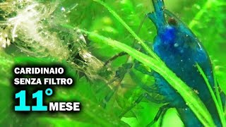 Caridinaio SENZA FILTRO (11° MESE) • Le Caridine mangiano la propria Muta