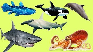 Животные для детей | Учим названия и звуки Животных Океана |Животные Океана для детей |Учим животных