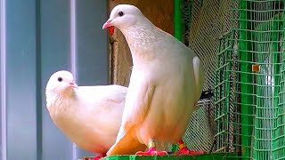 Выпустил голубей на прогулку и искупаться/Let the pigeons go for a walk and swim