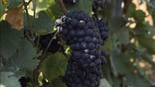 Pinot Meunier | Wikipedia audio article