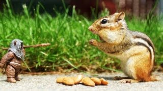 Top 10 Smartest Animals on Earth[HD]